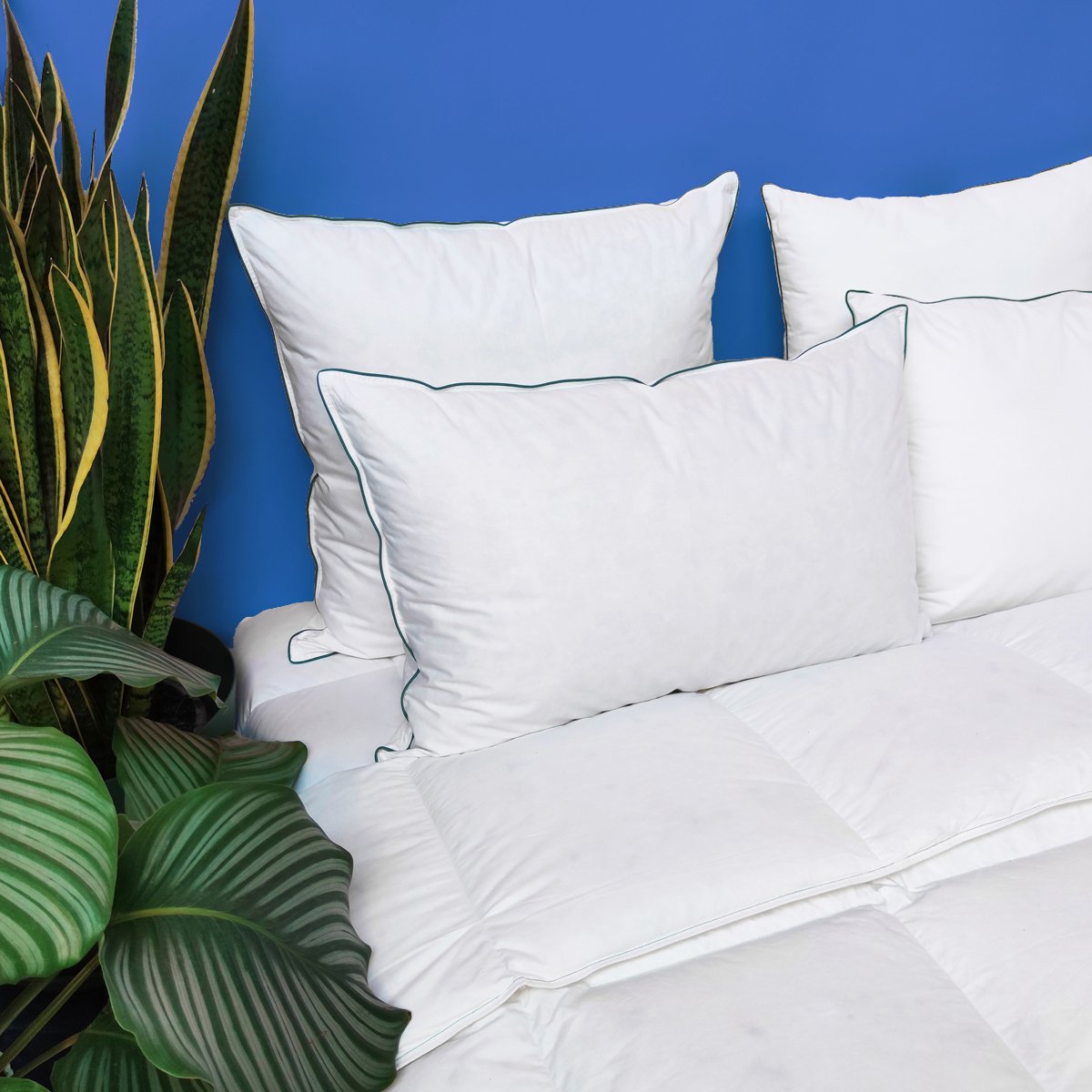 Oreiller 40% duvet canard/oie - coton Bio Lupin